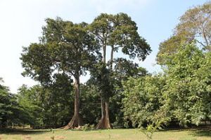 320px-Forest_reserves.JPG